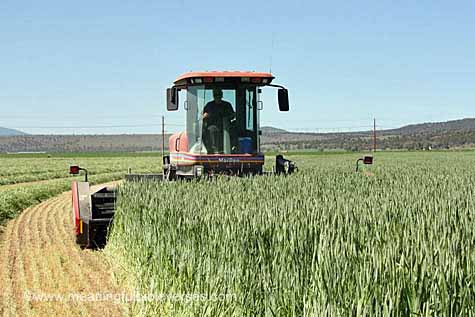 Worker in a Field